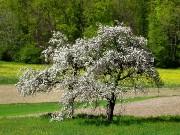141  blossoming tree.JPG